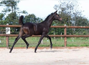 Deens warmbloed, Hengst, 1 Jaar, 170 cm, Bruin
