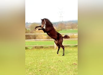 Deens warmbloed, Hengst, 1 Jaar, 172 cm, Donkerbruin
