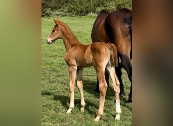 Deens warmbloed, Hengst, 1 Jaar, Donkere-vos