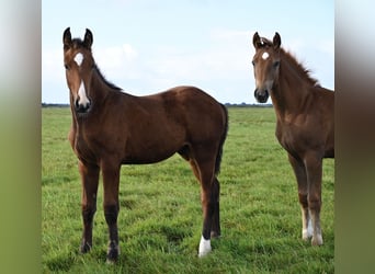 Deens warmbloed, Hengst, 1 Jaar