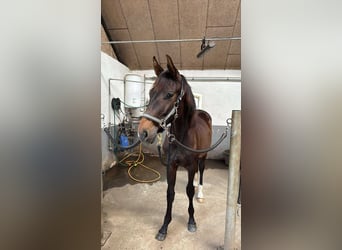 Deens warmbloed, Hengst, 2 Jaar, 170 cm, Donkerbruin