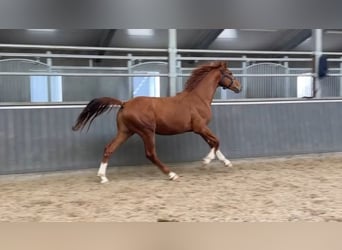 Deens warmbloed, Hengst, 3 Jaar, 168 cm, Donkere-vos