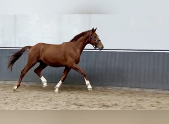 Deens warmbloed, Hengst, 3 Jaar, 168 cm, Donkere-vos