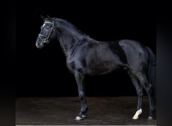 Deens warmbloed, Hengst, 5 Jaar, 166 cm, Zwart