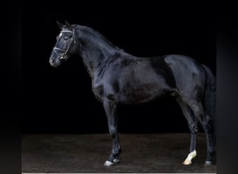 Deens warmbloed, Hengst, 6 Jaar, 166 cm, Zwart