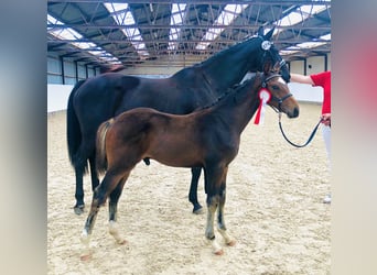 Deens warmbloed, Hengst, veulen (05/2023), 170 cm, Brauner