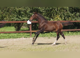 Deens warmbloed, Hengst, veulen (04/2023), 170 cm, Roodbruin