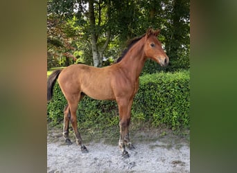 Deens warmbloed, Hengst, Veulen (04/2025), 170 cm, Roodbruin
