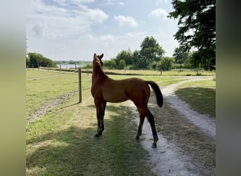 Deens warmbloed, Hengst, Veulen (04/2025), 170 cm, Roodbruin