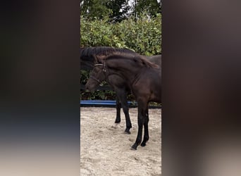Deens warmbloed, Hengst, Veulen (03/2026), 170 cm, Zwart