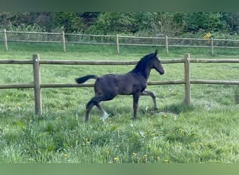 Deens warmbloed, Hengst, , 170 cm, Zwart