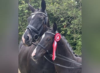 Deens warmbloed, Hengst, Veulen (04/2025), 172 cm, Zwart