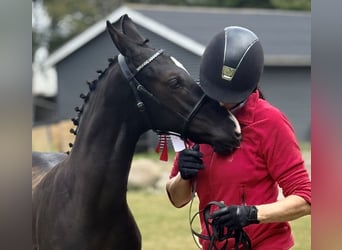 Deens warmbloed, Hengst, Veulen (04/2025), 172 cm, Zwart