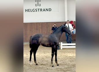 Deens warmbloed, Hengst, Veulen (04/2025), 172 cm, Zwart