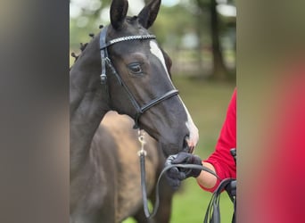 Deens warmbloed, Hengst, Veulen (04/2025), 172 cm, Zwart