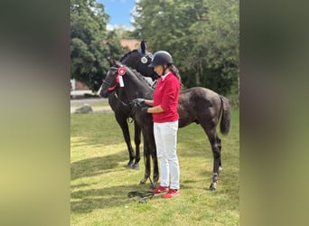 Deens warmbloed, Hengst, Veulen (04/2025), 172 cm, Zwart