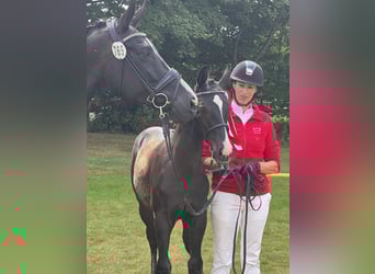 Deens warmbloed, Hengst, Veulen (04/2025), 172 cm, Zwart