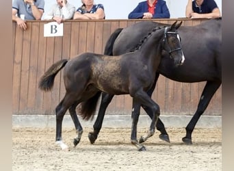 Deens warmbloed, Hengst, Veulen (04/2025), 172 cm, Zwart