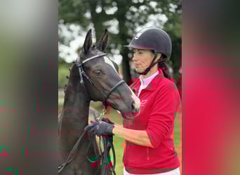 Deens warmbloed, Hengst, Veulen (04/2025), 172 cm, Zwart
