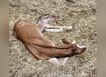 Deens warmbloed, Hengst, Veulen (05/2025), Donkere-vos