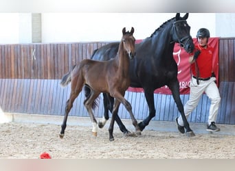 Deens warmbloed, Hengst, Veulen (04/2025)