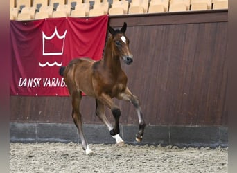 Deens warmbloed, Hengst, Veulen (06/2025)