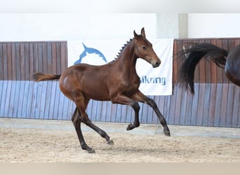 Deens warmbloed, Hengst, Veulen (04/2025)