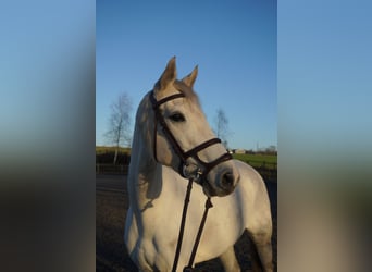 Deens warmbloed, Merrie, 10 Jaar, 169 cm, Schimmel