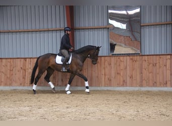 Deens warmbloed, Merrie, 10 Jaar, 172 cm, Bruin