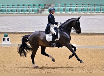 Deens warmbloed, Merrie, 10 Jaar, 177 cm, Donkerbruin