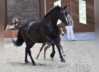 Deens warmbloed, Merrie, 12 Jaar, 167 cm, Donkerbruin