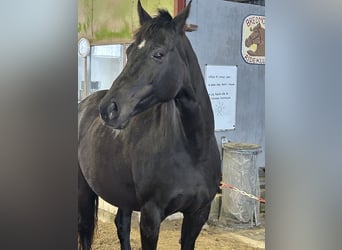 Deens warmbloed, Merrie, 12 Jaar, 167 cm, Zwart