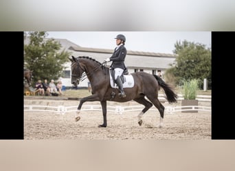 Deens warmbloed, Merrie, 14 Jaar, 167 cm, Zwart