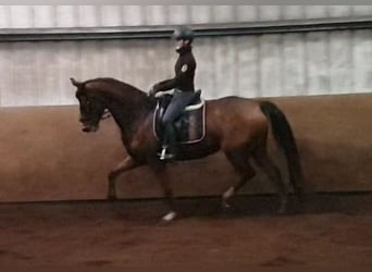 Deens warmbloed, Merrie, 14 Jaar, 170 cm