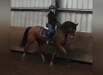 Deens warmbloed, Merrie, 14 Jaar, 170 cm