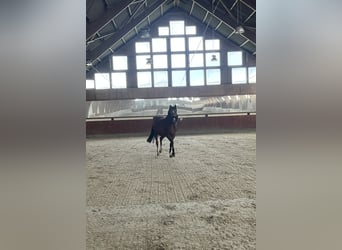 Deens warmbloed, Merrie, 14 Jaar, 170 cm