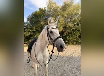 Deens warmbloed Mix, Merrie, 15 Jaar, 164 cm, Appelschimmel