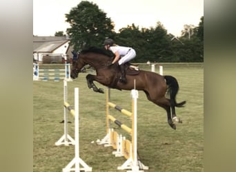 Deens warmbloed, Merrie, 15 Jaar, 168 cm, Bruin