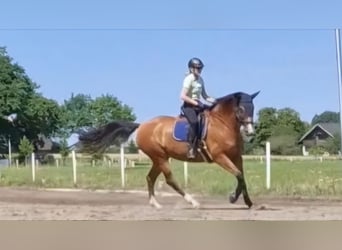 Deens warmbloed, Merrie, 15 Jaar, 173 cm, Bruin