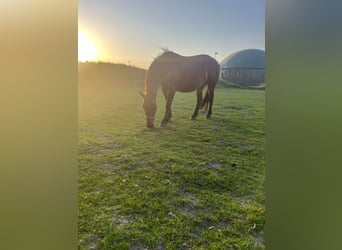 Deens warmbloed, Merrie, 17 Jaar, 153 cm, Bruin