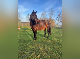 Deens warmbloed, Merrie, 17 Jaar, 153 cm, Bruin