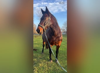 Deens warmbloed, Merrie, 17 Jaar, 153 cm, Bruin