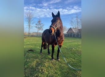 Deens warmbloed, Merrie, 17 Jaar, 153 cm, Bruin