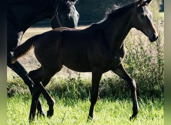 Deens warmbloed, Merrie, 1 Jaar, 172 cm, Donkerbruin