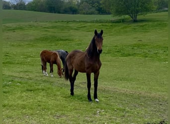 Deens warmbloed, Merrie, 1 Jaar, Bruin
