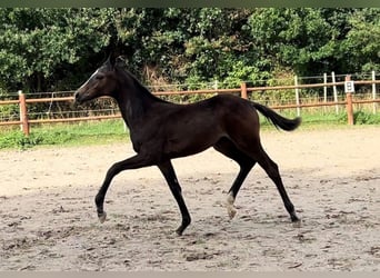 Deens warmbloed, Merrie, 2 Jaar, 170 cm