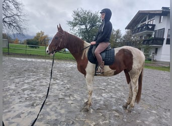 Deens warmbloed, Merrie, 4 Jaar, 163 cm, Gevlekt-paard