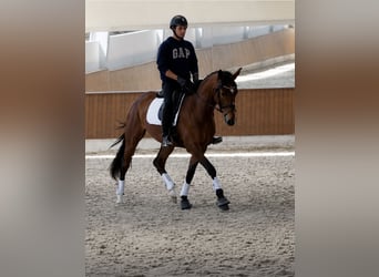 Deens warmbloed, Merrie, 4 Jaar, 168 cm, Bruin