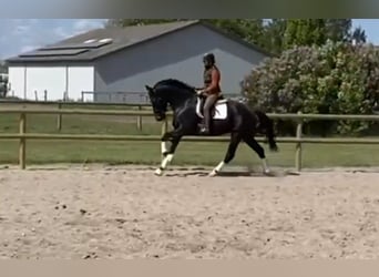 Deens warmbloed, Merrie, 4 Jaar, 168 cm, Zwart