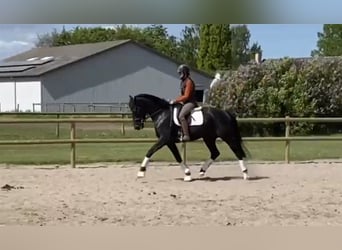 Deens warmbloed, Merrie, 4 Jaar, 168 cm, Zwart